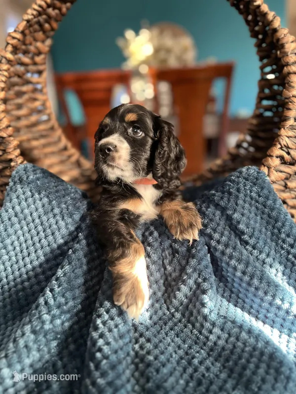 Charlie , a male Cocker Spaniel for sale in Dallas, TX – Photo 1 of 3