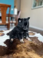 Midnight , a male Pomeranian for sale in Dallas, TX – Photo 3 of 4