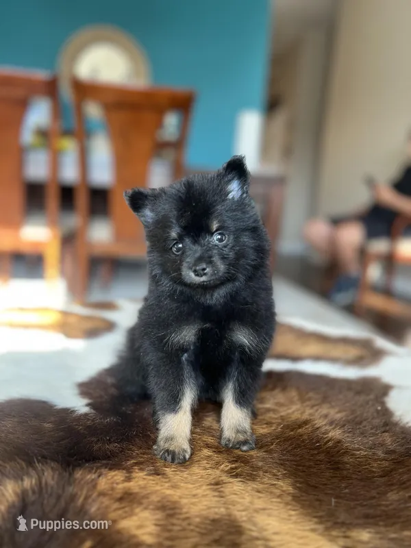 Midnight  – Pomeranian puppy for sale in Dallas, TX