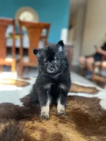 Midnight , a male Pomeranian for sale in Dallas, TX – Photo 1 of 4