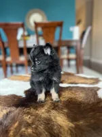Midnight , a male Pomeranian for sale in Dallas, TX – Photo 4 of 4