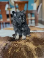 Midnight , a male Pomeranian for sale in Dallas, TX – Photo 2 of 4