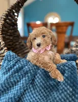 Soffi, a female Poodle - Miniature  for sale in Dallas, TX – 2 of 3