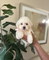 Marshmallow , a female Maltipoo for sale in Dallas, TX – 3 of 3