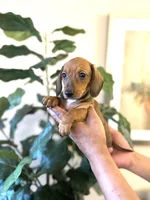 Lucy , a female Miniature Dachshund for sale in Dallas, TX – 2 of 3