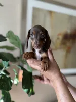 Trixie, a female Miniature Dachshund for sale in Dallas, TX – 2 of 3