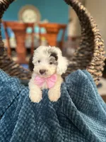 Luna, a female Maltipoo for sale in Dallas, TX – 2 of 3