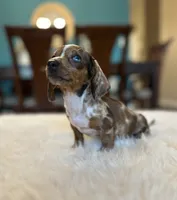 Jasper, a male Miniature Dachshund for sale in Dallas, TX – 1 of 4