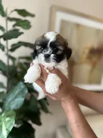 Jack , a male Shihpoo for sale in Dallas, TX – 1 of 3