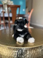 Bentley , a male Miniature Schnauzer for sale in Dallas, TX – Photo 2 of 3