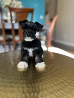 Bentley , a male Miniature Schnauzer for sale in Dallas, TX – Photo 1 of 3