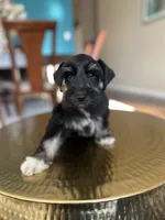 Brandy, a male Miniature Schnauzer for sale in Dallas, TX – Photo 3 of 3