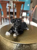 Brandy, a male Miniature Schnauzer for sale in Dallas, TX – Photo 2 of 3