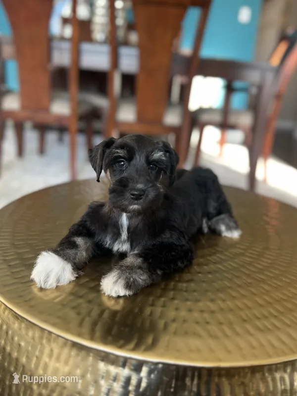 Brandy, a male Miniature Schnauzer for sale in Dallas, TX – Photo 1 of 3