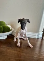 Chloe , a female Italian Greyhound for sale in Dallas, TX – 3 of 3
