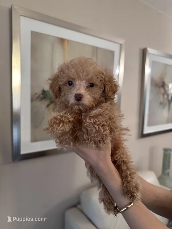 Milo – Poodle - Toy  puppy for sale in Dallas, TX