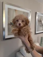 Milo, a male Poodle - Toy  for sale in Dallas, TX – 1 of 3