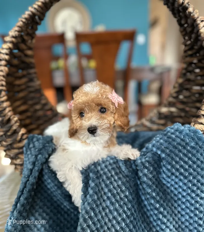 Helen – Poodle - Miniature  puppy for sale in Dallas, TX
