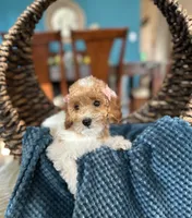 Helen, a female Poodle - Miniature  for sale in Dallas, TX – 1 of 3