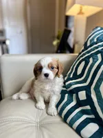 Tom , a male Cavalier King Charles Spaniel for sale in Dallas, TX – Photo 2 of 3