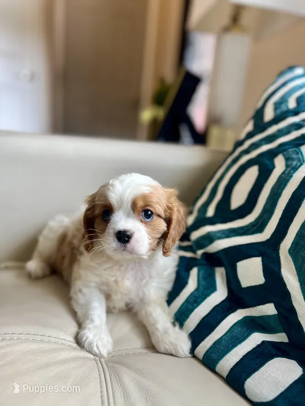 Tom  – Cavalier King Charles Spaniel puppy for sale in Dallas, TX