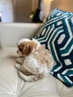 Tom , a male Cavalier King Charles Spaniel for sale in Dallas, TX – Photo 3 of 3