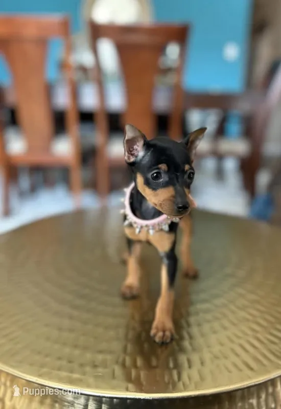 Roxxy – Miniature Pinscher puppy for sale in Dallas, TX