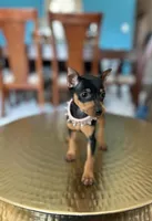 Roxxy, a female Miniature Pinscher for sale in Dallas, TX – 1 of 3