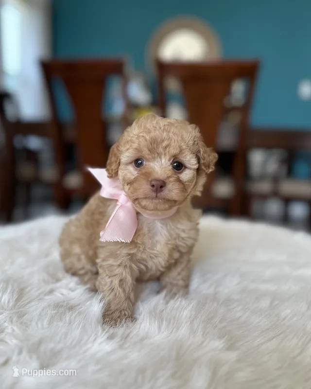 Lola , a female Poodle - Toy  for sale in Dallas, TX – 1 of 3