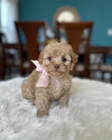 Lola , a female Poodle - Toy  for sale in Dallas, TX – 1 of 3