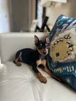 Rocky , a male Miniature Pinscher for sale in Dallas, TX – 1 of 2