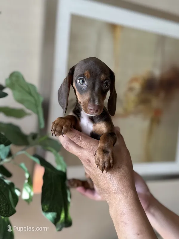 Trixie, a female Miniature Dachshund for sale in Dallas, TX – 1 of 3