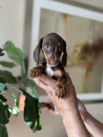 Trixie, a female Miniature Dachshund for sale in Dallas, TX – 1 of 3