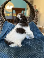 Molly , a female Cockapoo for sale in Dallas, TX – 3 of 3