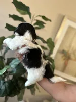 Panda , a male Shih Tzu for sale in Dallas, TX – 2 of 2