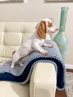 Lili, a female Miniature Dachshund for sale in Dallas, TX – 3 of 3