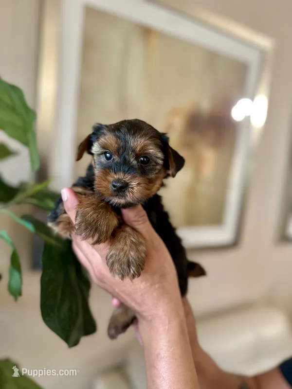 Billy – Yorkshire Terrier puppy for sale in Dallas, TX