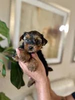 Billy, a male Yorkshire Terrier for sale in Dallas, TX – 1 of 3