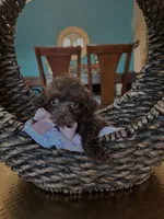 Viki, a female Poodle - Toy  for sale in Dallas, TX – 2 of 2