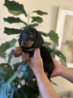 Brandy , a male Miniature Dachshund for sale in Dallas, TX – 3 of 3