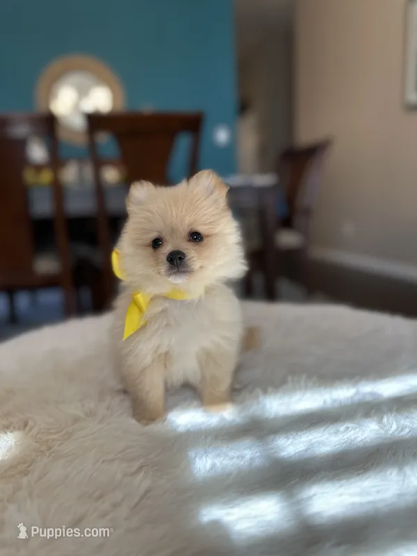 Tobby – Pomeranian puppy for sale in Dallas, TX
