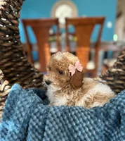 Helen, a female Poodle - Miniature  for sale in Dallas, TX – 3 of 3