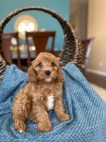Charlie , a male Cavapoo for sale in Dallas, TX – 2 of 3