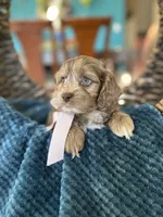 Sadie , a female Cockapoo for sale in Dallas, TX – 2 of 3