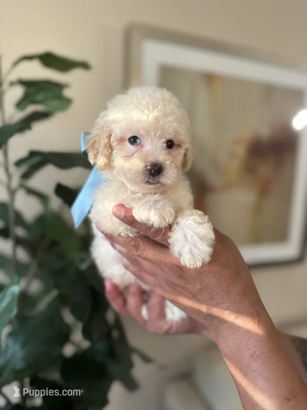 Casper – Maltipoo puppy for sale in Dallas, TX