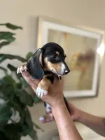 Gus, a male Miniature Dachshund for sale in Dallas, TX – 2 of 3