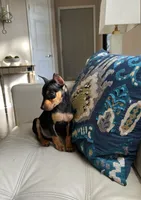 Rocky-mini, a male Doberman Pinscher for sale in Dallas, TX – 3 of 3