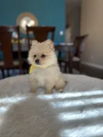 Tobby, a male Pomeranian for sale in Dallas, TX – 2 of 3