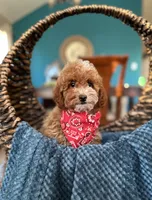 Duke, a male Poodle - Miniature  for sale in Dallas, TX – 3 of 3