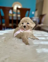 Maggie, a female Maltipoo for sale in Dallas, TX – 3 of 3